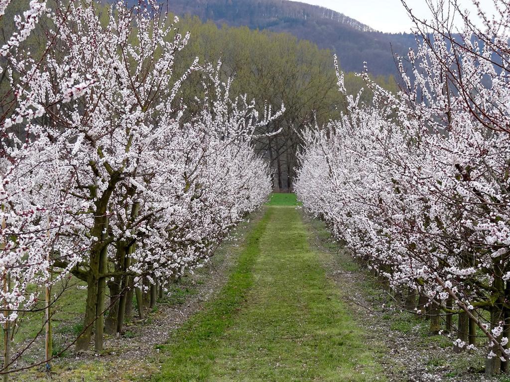 Landhaus Wachau Aggsbach Εξωτερικό φωτογραφία